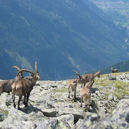 Apart Gletscherblick Kaunertal Luaran gambar
