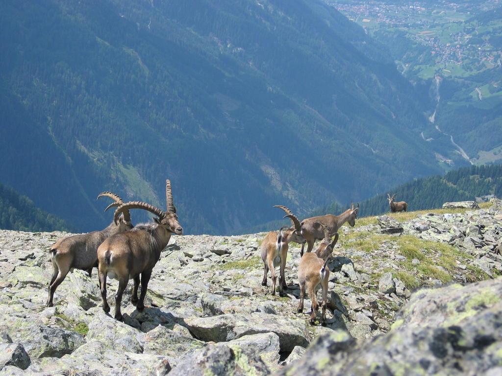 Apart Gletscherblick Kaunertal Luaran gambar